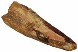Fossil Spinosaurus Tooth - Robust Tooth #340392-1